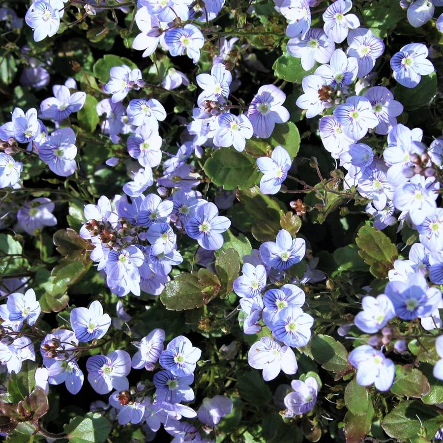 Veronica 'Waterperry Blue' - Speedwell from Babikow Wholesale Nursery