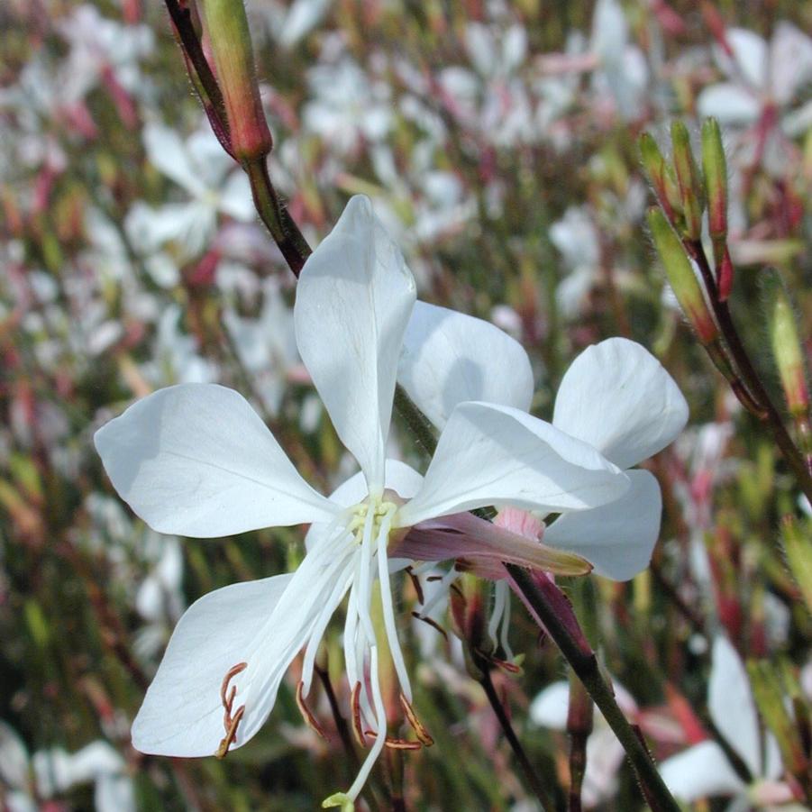 Gaura 'Whirling Butterfly' - Gaura from Babikow Wholesale Nursery