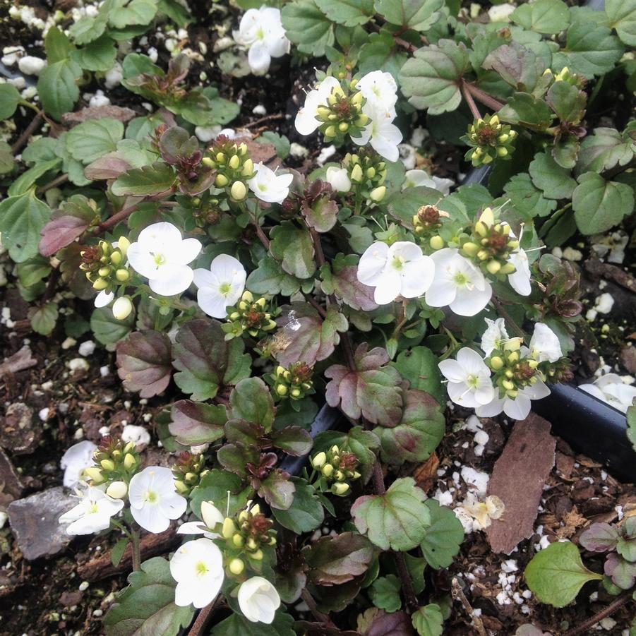 Veronica 'Whitewater' - Speedwell from Babikow Wholesale Nursery