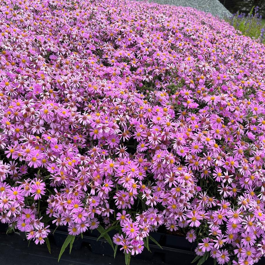 Aster 'Woods Pink' - from Babikow Wholesale Nursery