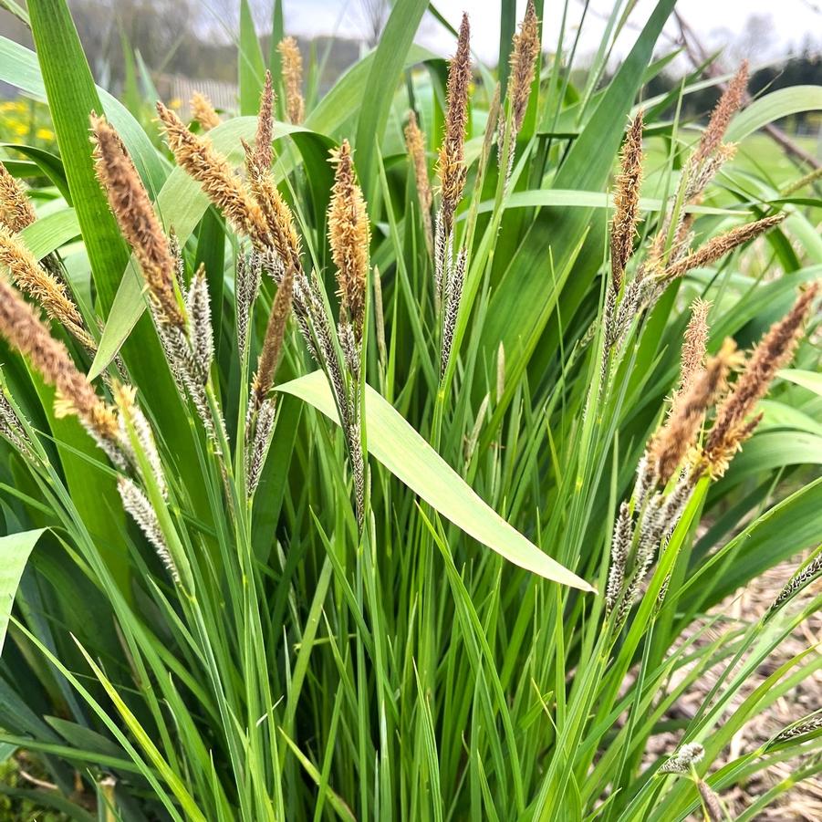 Carex stricta - Tussock Sedge from Babikow Wholesale Nursery