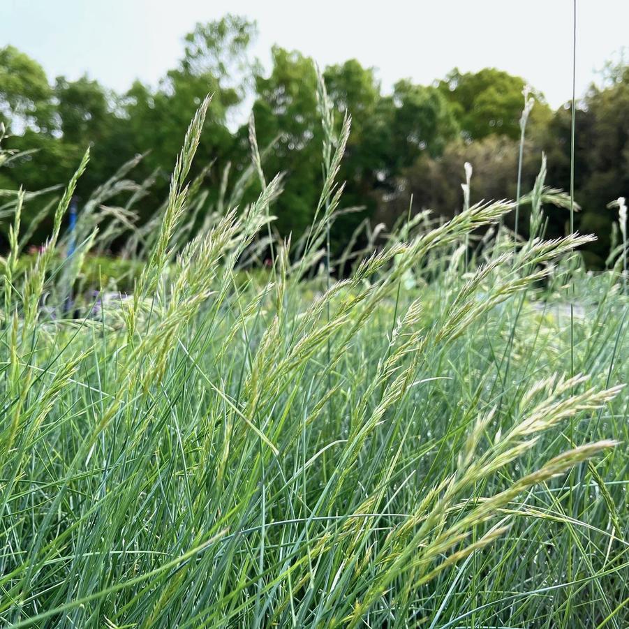 Festuca 'Elijah Blue' - Blue Fescue from Babikow Wholesale Nursery