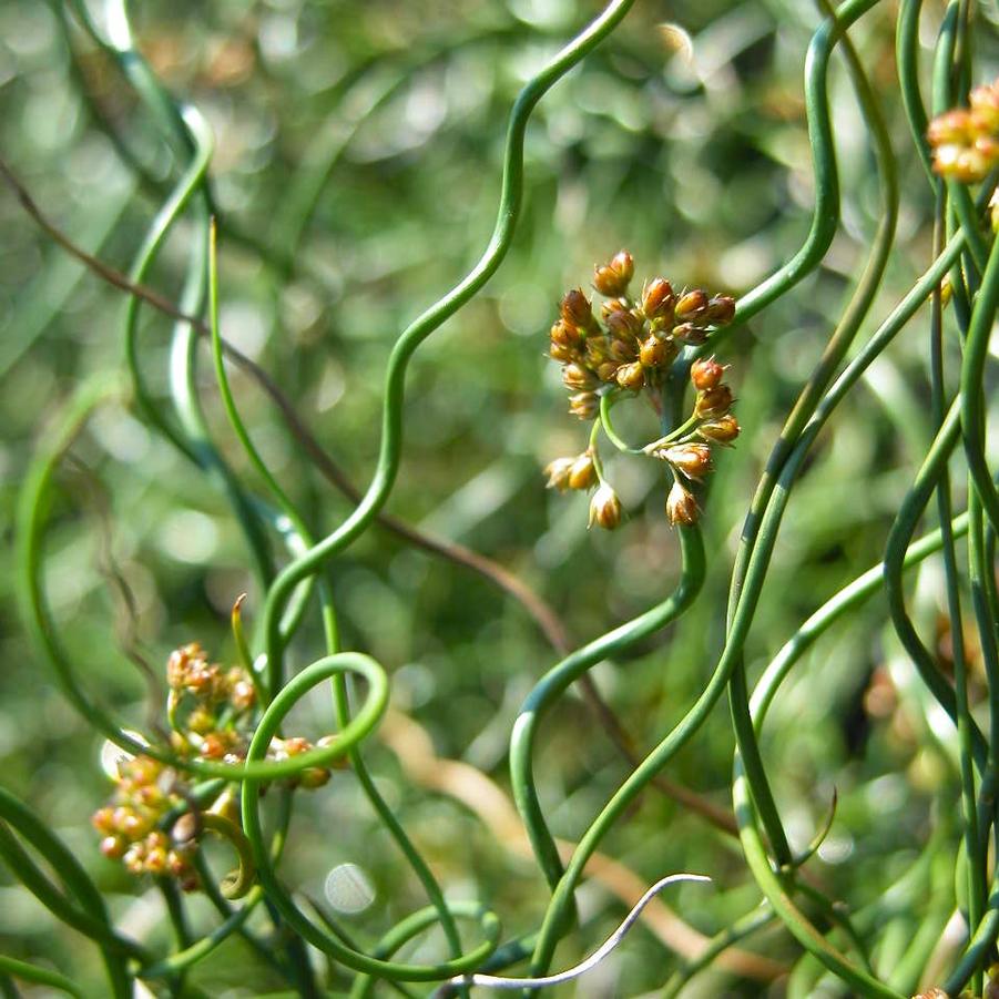 Juncus eff. 'Big Twister' - Corkscrew Rush from Babikow Wholesale Nursery