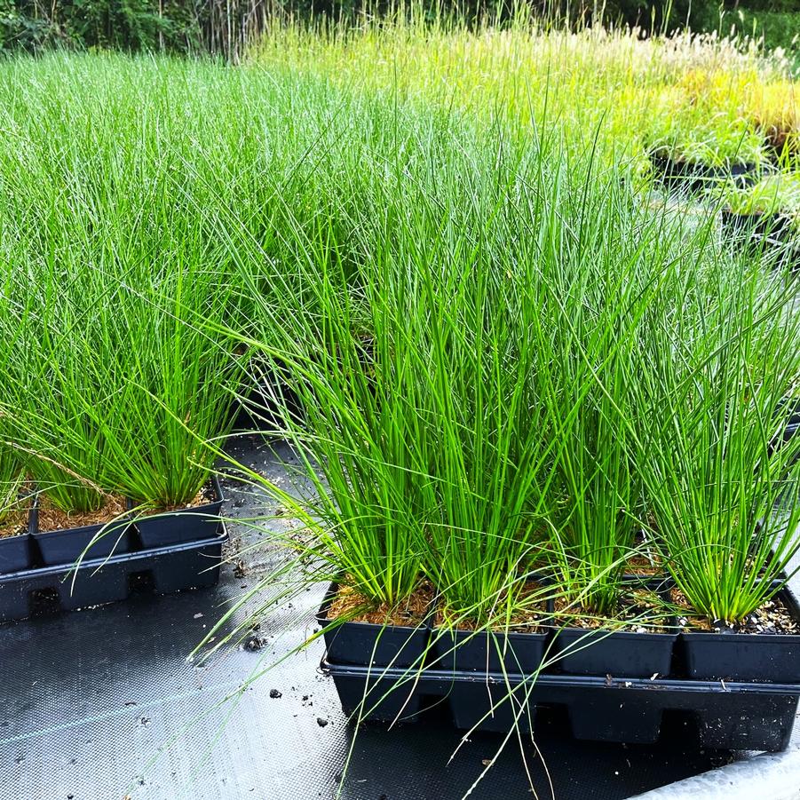 Juncus effusus - Common Rush from Babikow Wholesale Nursery