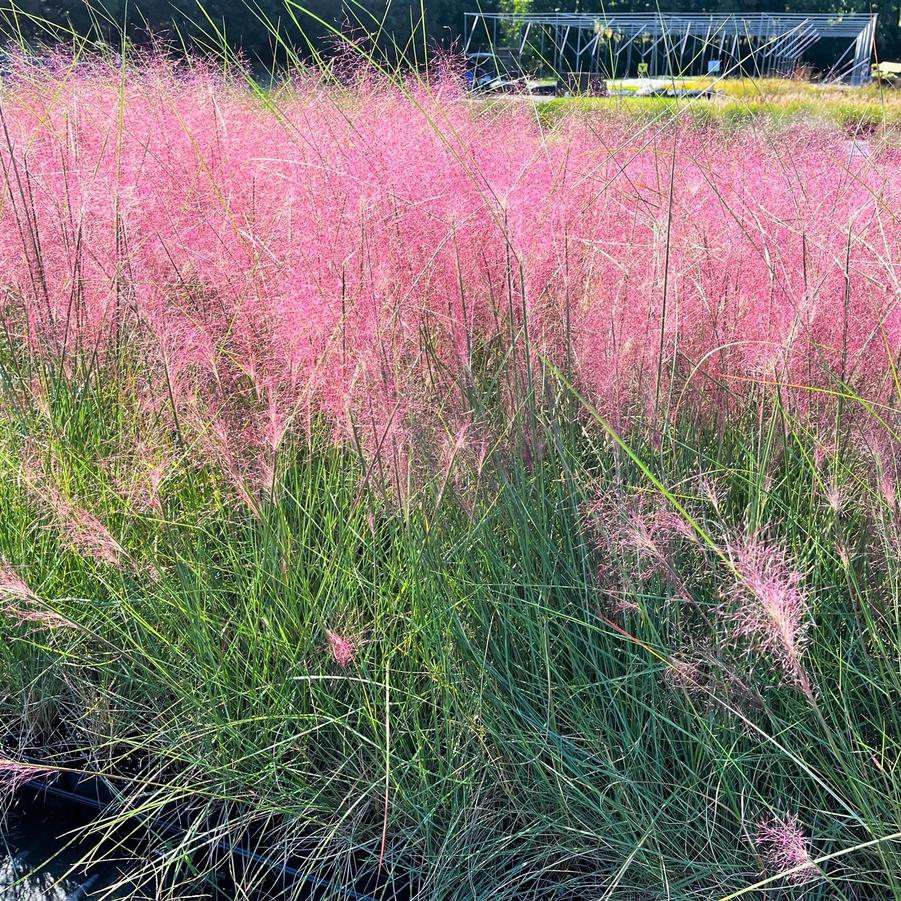 Muhlenbergia capillaris - Pink Muhly Grass from Babikow Wholesale Nursery