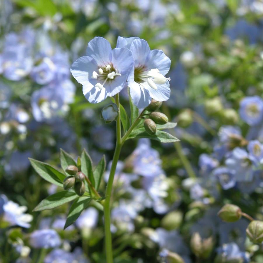 Polemonium 'Blue Pearl' - Jacob's Ladder from Babikow Wholesale Nursery