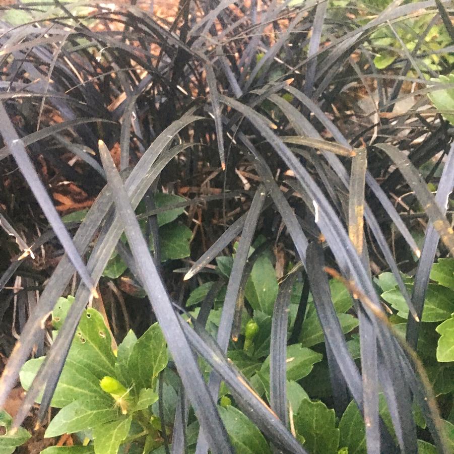 Ophiopogon 'Niger' - Black Mondo Grass from Babikow Wholesale Nursery