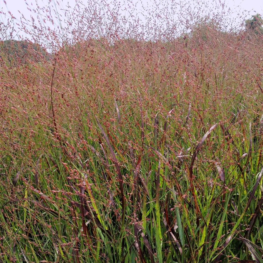 Panicum 'Shenandoah' - Switchgrass from Babikow Wholesale Nursery