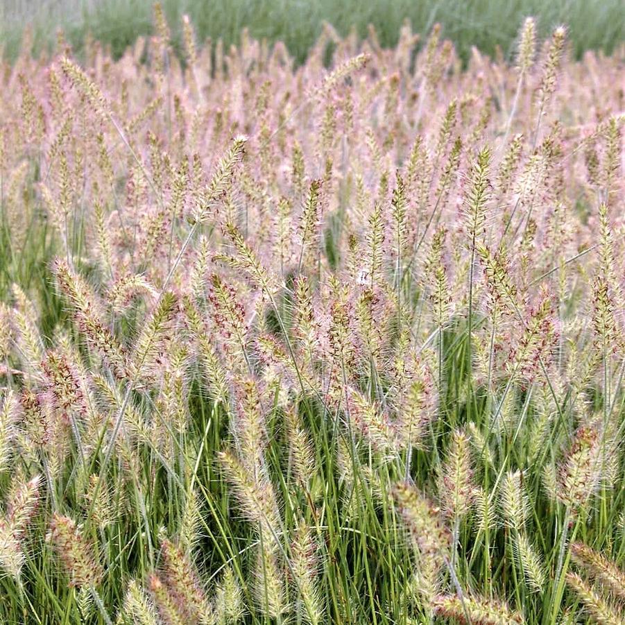 Pennisetum 'Hameln' - Dwarf Fountain Grass from Babikow Wholesale Nursery