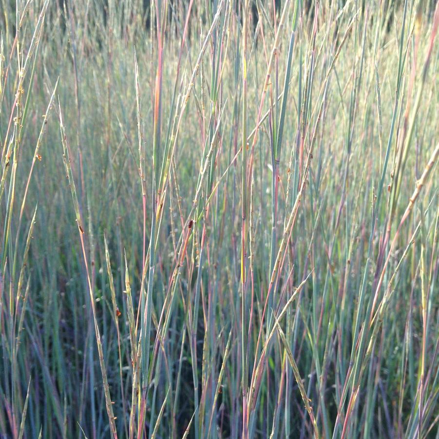 Schizachyrium scoparium - Little Bluestem from Babikow Wholesale Nursery