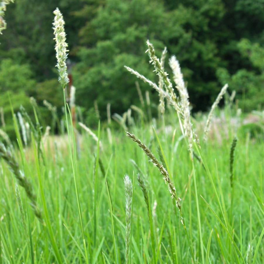 Sesleria autumnalis - Autumn Moor Grass from Babikow Wholesale Nursery