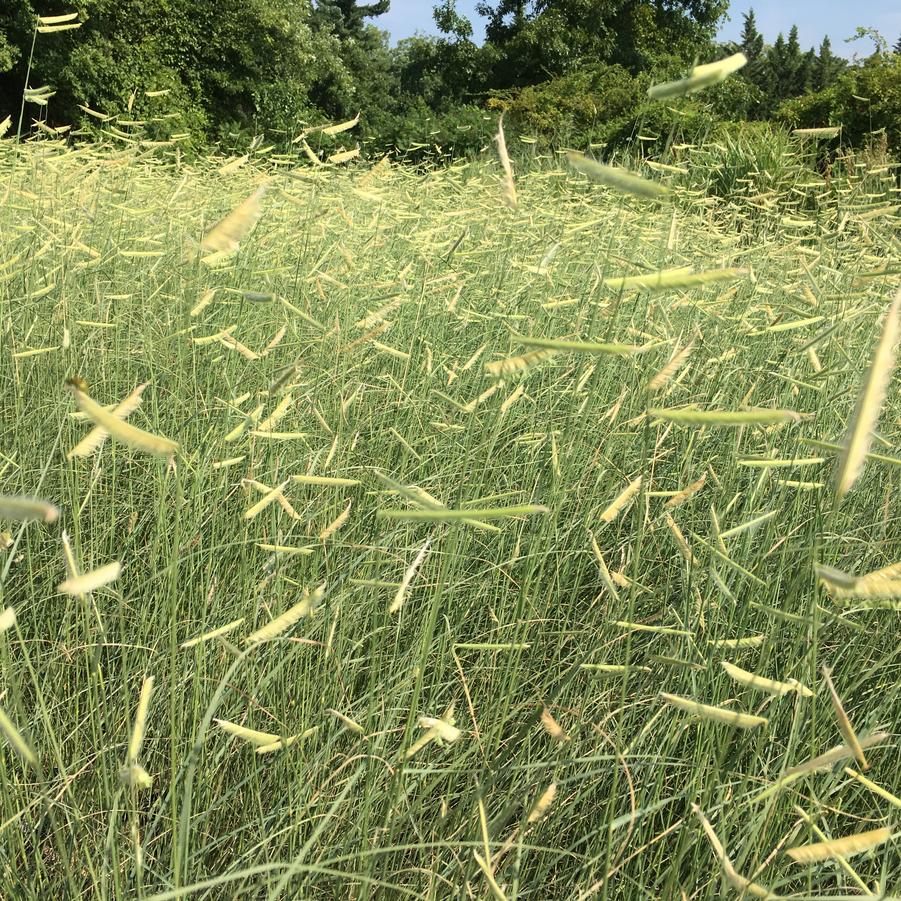 Bouteloua gra. 'Blonde Ambitions' - Grama Grass from Babikow Wholesale Nursery