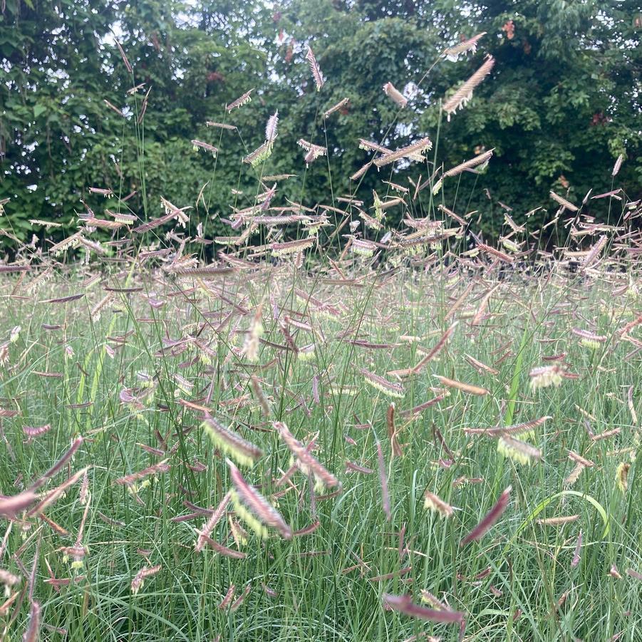 Bouteloua gracilis - Blue grama grass from Babikow Wholesale Nursery