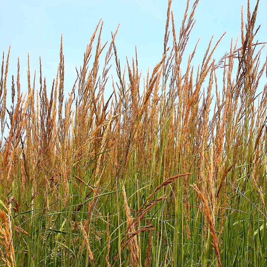 Calamagrostis acu. 'Karl Foerster' - Feather Reed Grass from Babikow Wholesale Nursery