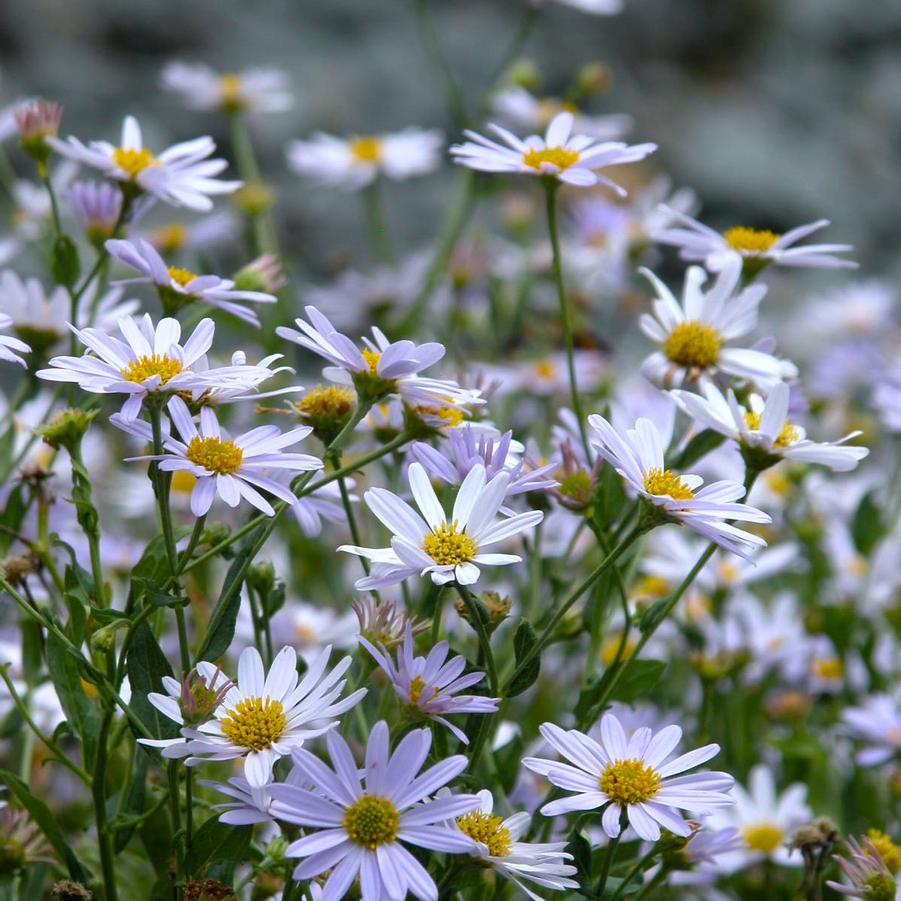 Kalimeris inc. 'Blue Star' - Japanese Aster from Babikow Wholesale Nursery