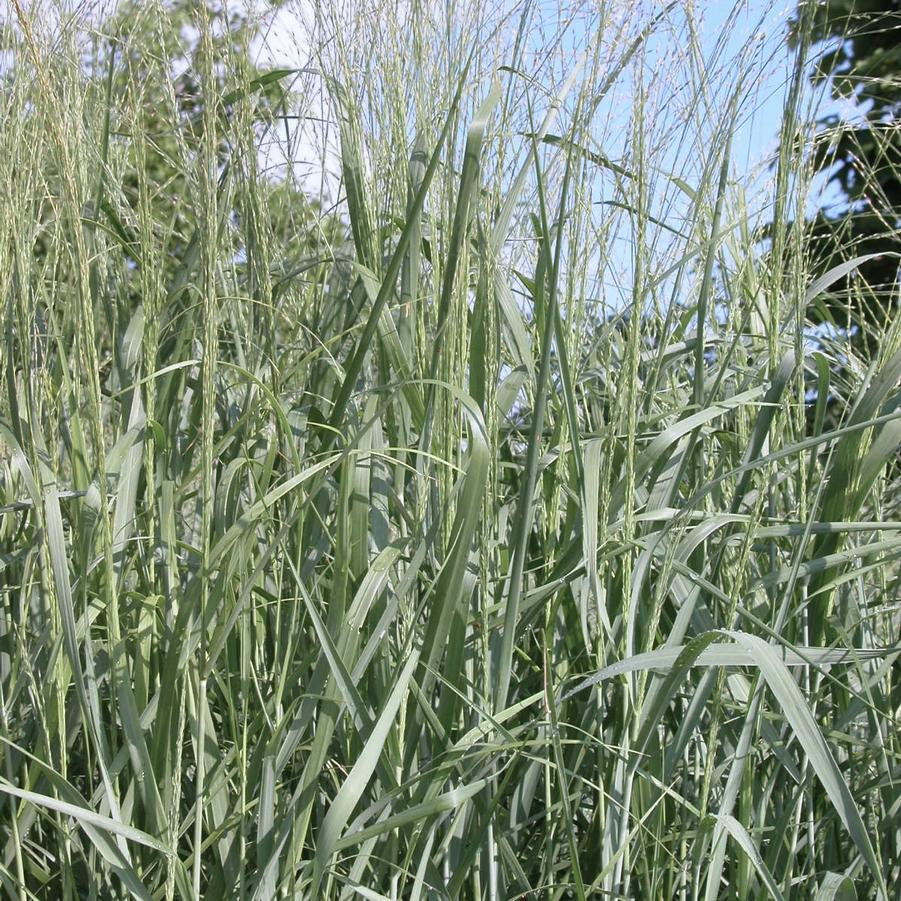Panicum 'Dallas Blues' - Switch grass from Babikow Wholesale Nursery