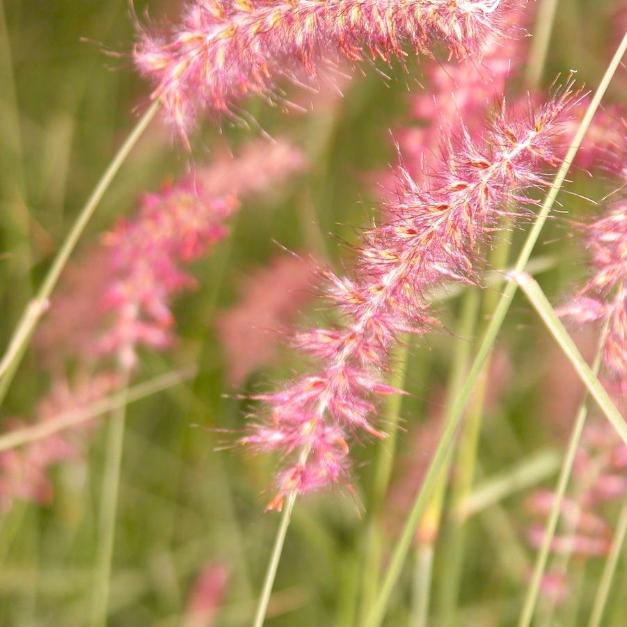 Pennisetum ori. 'Karley Rose' - Orientale Fountain Grass from Babikow Wholesale Nursery