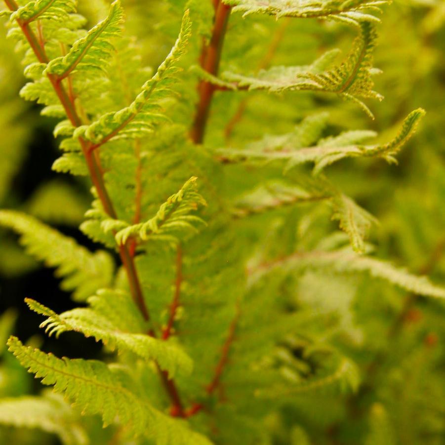 Athyrium 'Lady in Red' - Red Stemmed Lady Fern from Babikow Wholesale Nursery