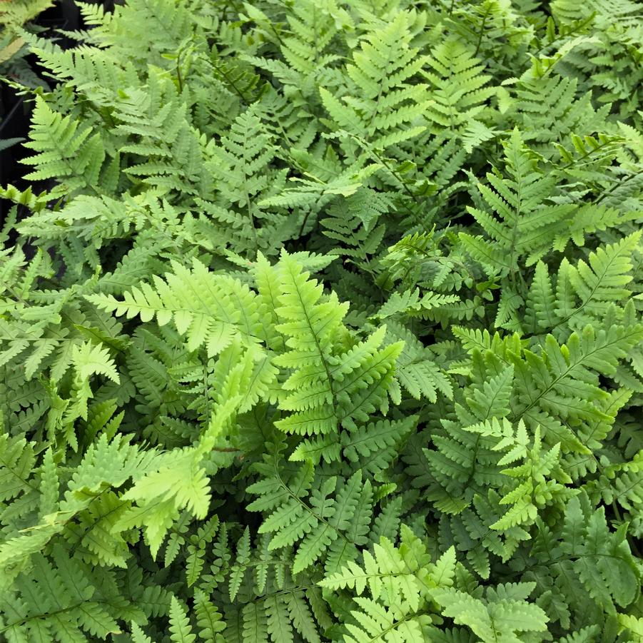 Dryopteris atrata - Shaggy Shield fern from Babikow Wholesale Nursery