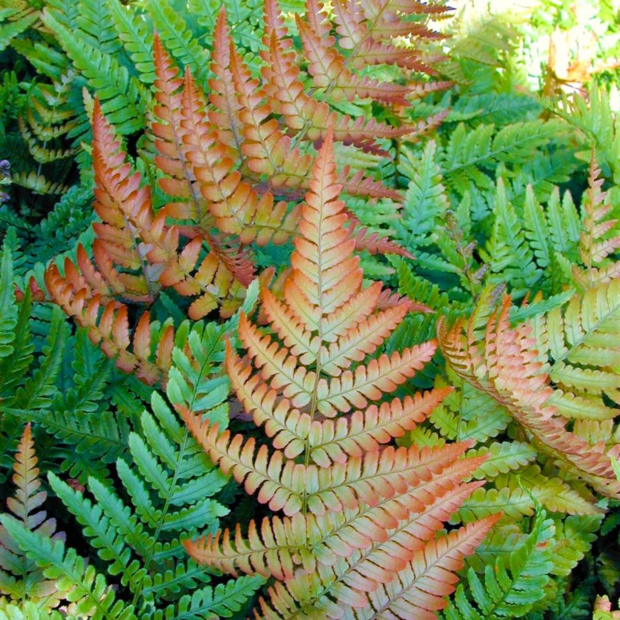 Dryopteris ery. 'Brilliance' - Autumn Fern from Babikow Wholesale Nursery