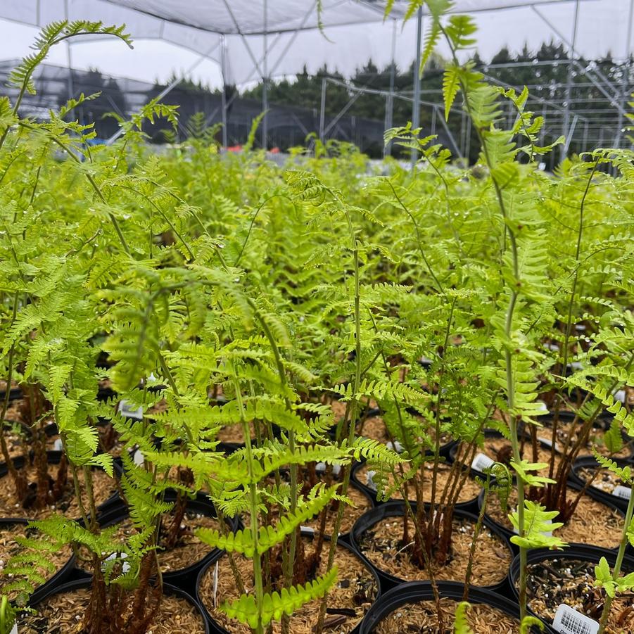 Dryopteris marginalis - Eastern Wood fern from Babikow Wholesale Nursery