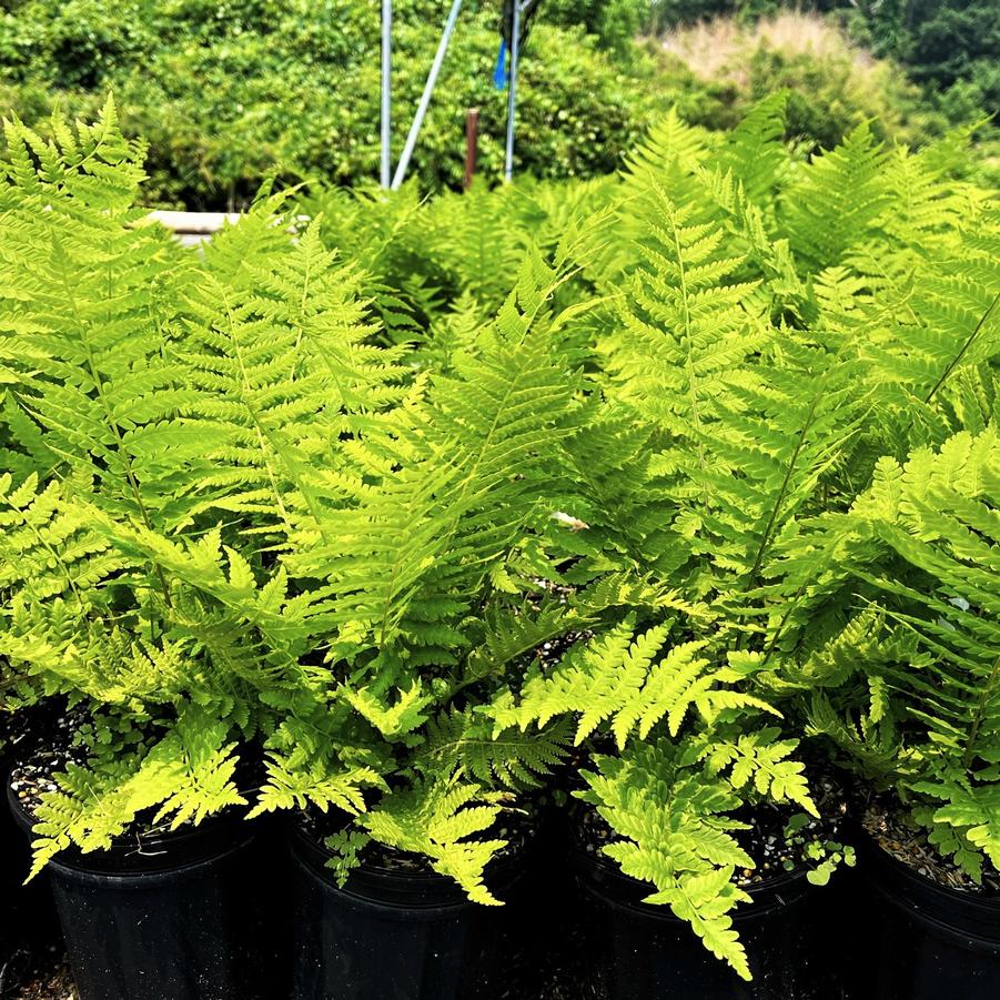 Matteuccia struthiopteris - Ostrich Fern from Babikow Wholesale Nursery