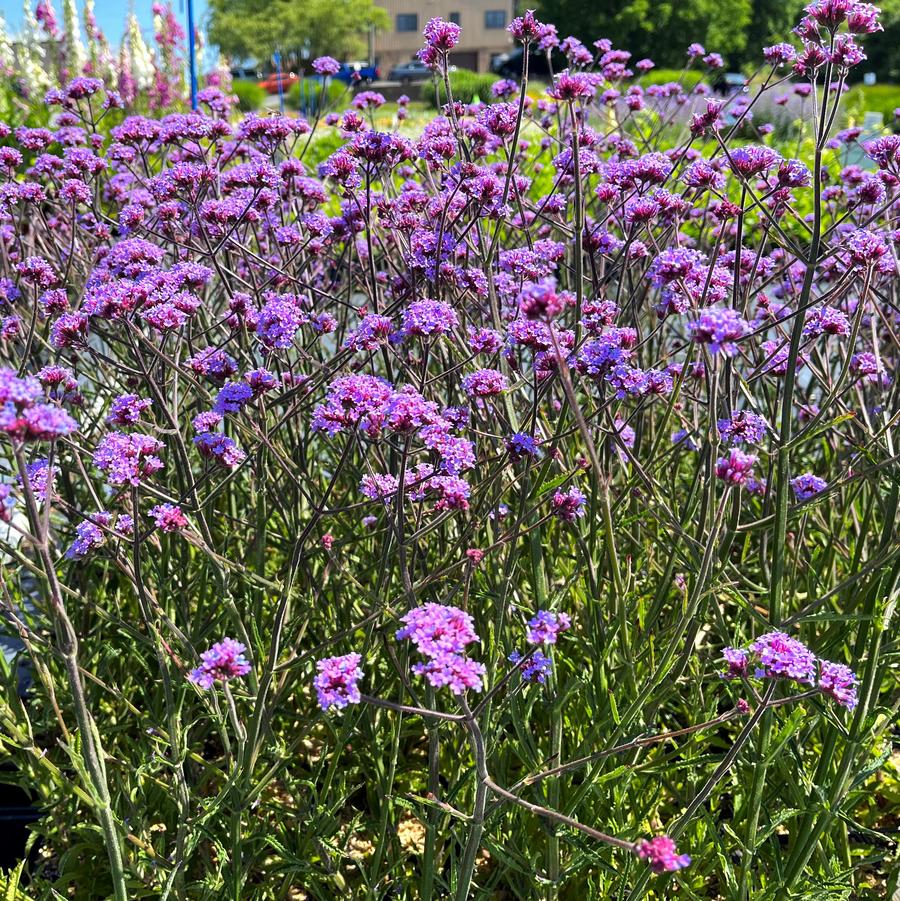 Verbena bon. 'Lollipop' - Vervain from Babikow Wholesale Nursery