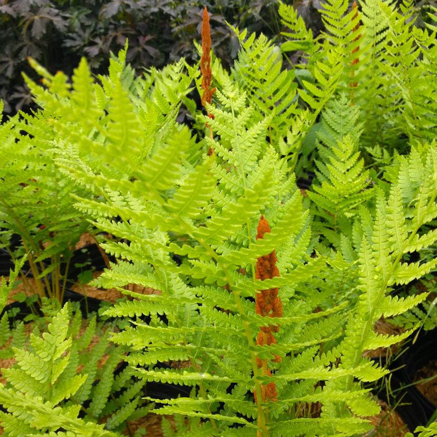 Osmunda cinnamomea - Cinnamon fern from Babikow Wholesale Nursery