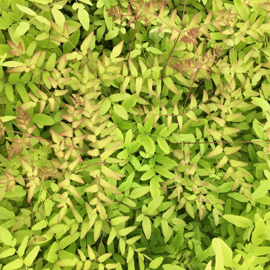 Osmunda regalis - Royal fern from Babikow Wholesale Nursery