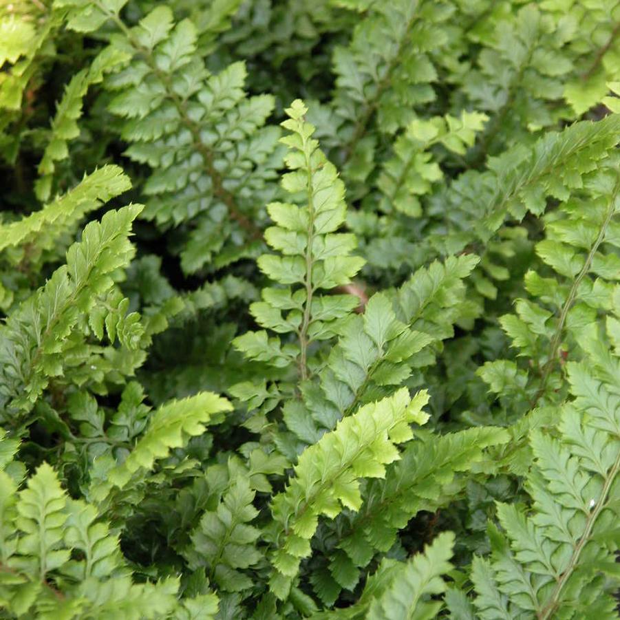 Polystichum polyblepharum - Tassel fern from Babikow Wholesale Nursery