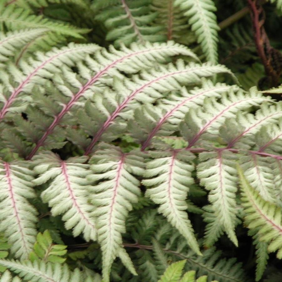 Athyrium nip. 'Pictum' - Japanese Painted fern from Babikow Wholesale Nursery