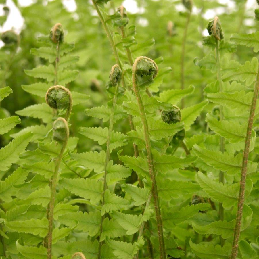 Dryopteris tokyoensis - Tokyo Wood Fern from Babikow Wholesale Nursery