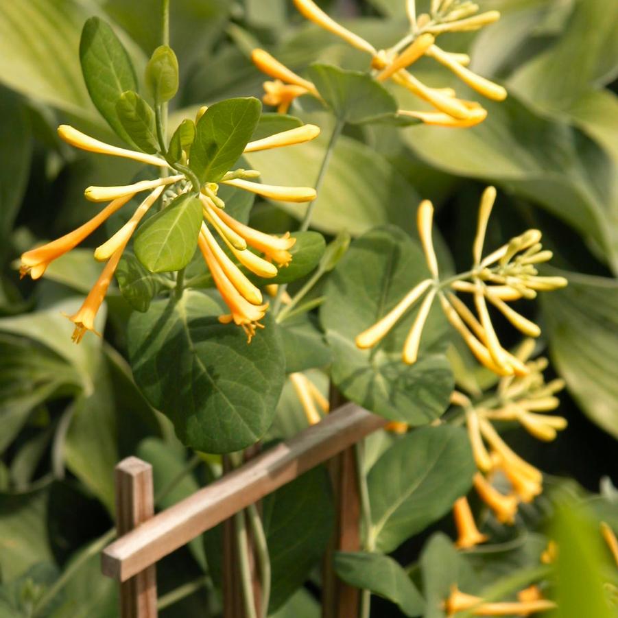 Lonicera semp. 'John Clayton' - Trumpet Vine from Babikow Wholesale Nursery