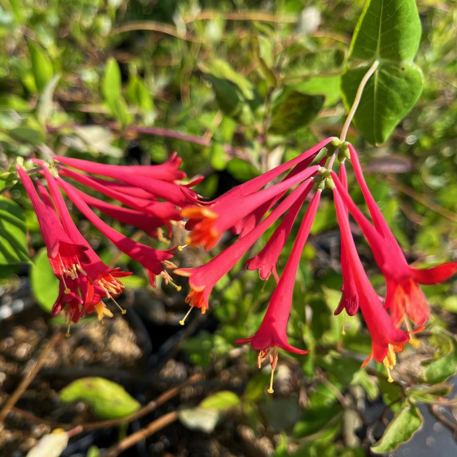 Lonicera sempervirens - Trumpet Vine from Babikow Wholesale Nursery