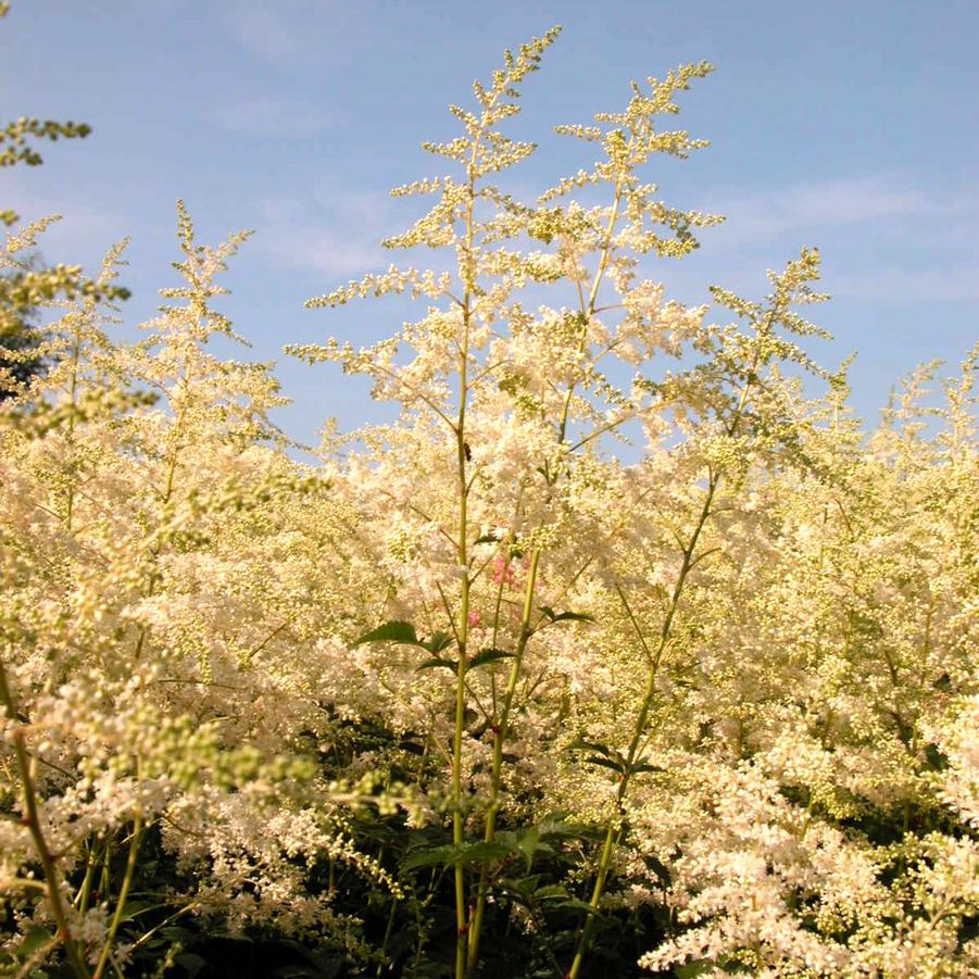 Astilbe are. 'Bridal Veil' - False Spirea from Babikow Wholesale Nursery