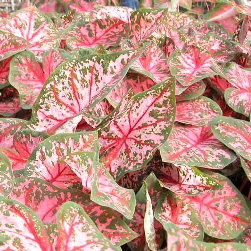 Caladium Carolyn Whorton