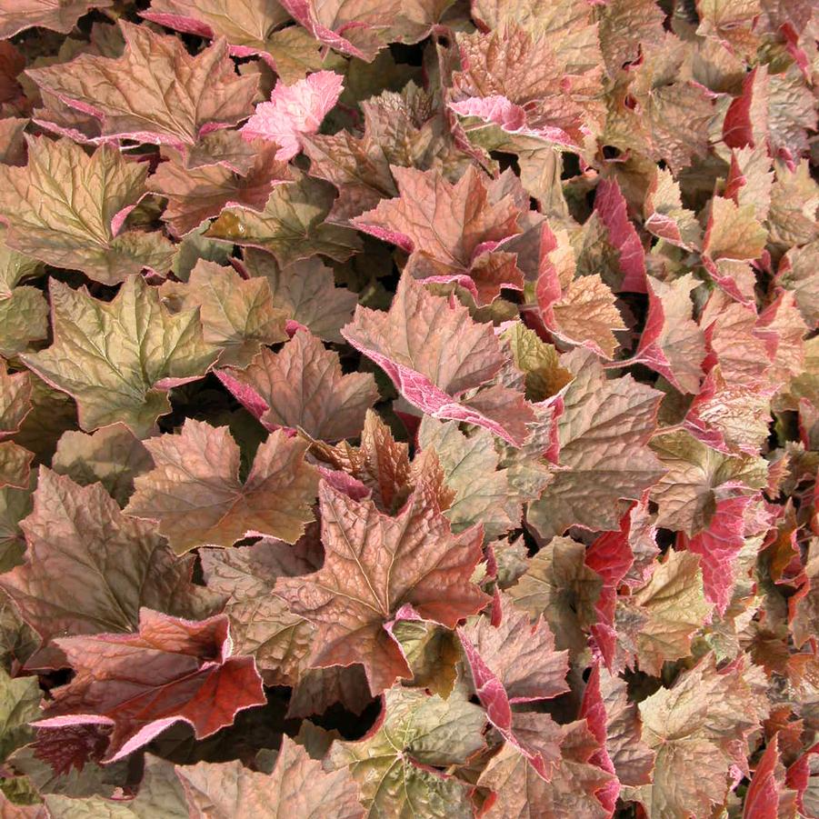 Heuchera vil. 'Bronze Wave' - Coral Bells from Babikow Wholesale Nursery