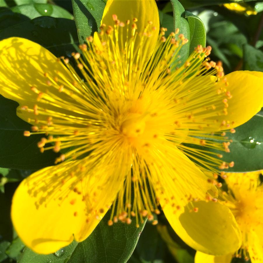 Hypericum calycinum - St. Johns Wort from Babikow Wholesale Nursery