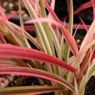 Pennisetum advena Fireworks