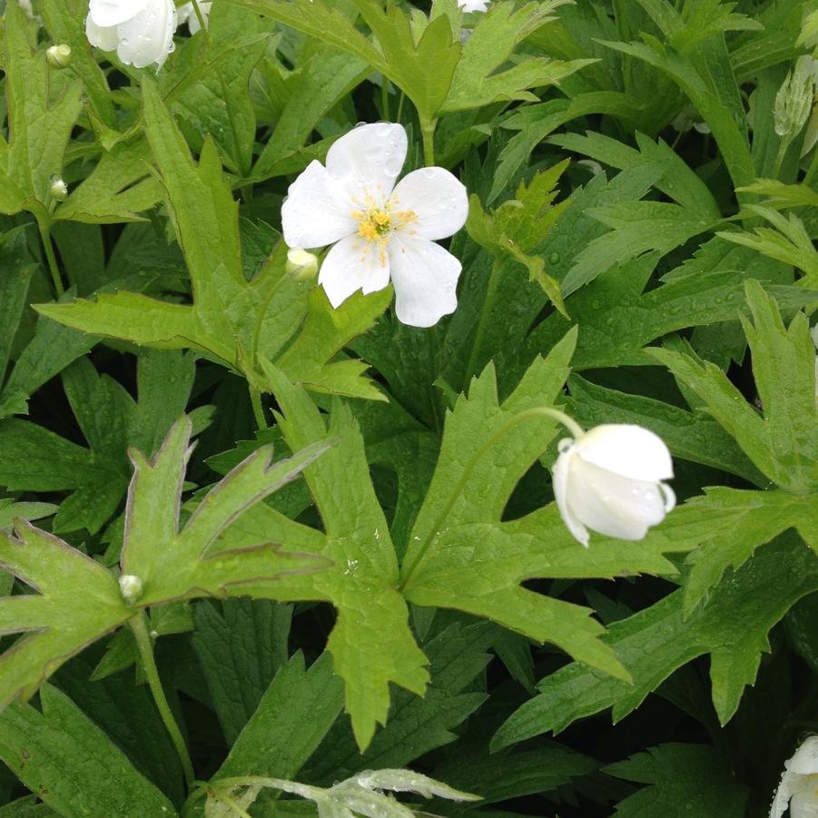 Anemone canadensis - Thimbleweed/ Meadow Anemone from Babikow Wholesale Nursery