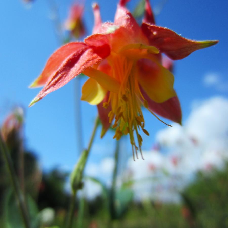 Aquilegia canadensis - Wild Columbine from Babikow Wholesale Nursery