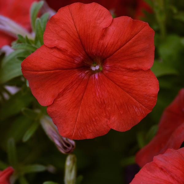 Petunia Easy Wave Red