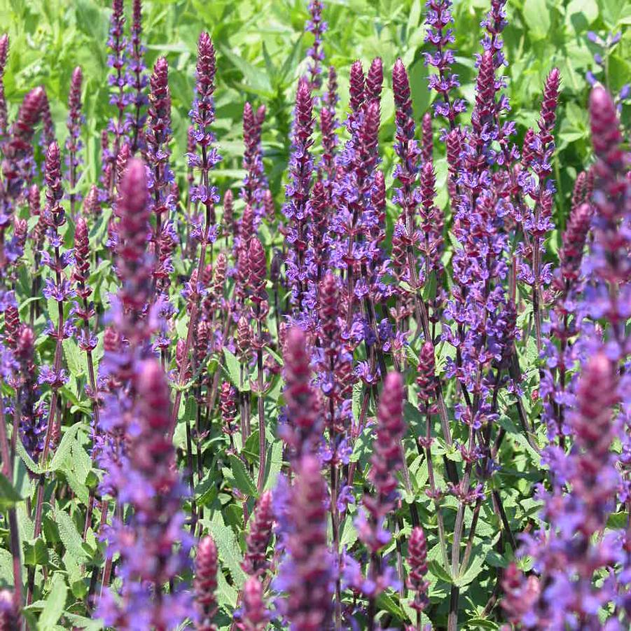 Salvia nem. 'Caradonna' - Meadow Sage from Babikow Wholesale Nursery