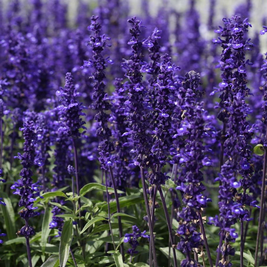 Salvia 'Victoria Blue' - sage from Babikow Wholesale Nursery