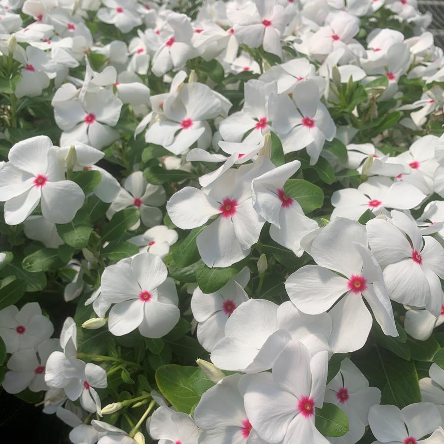 Vinca Titan Polka Dot