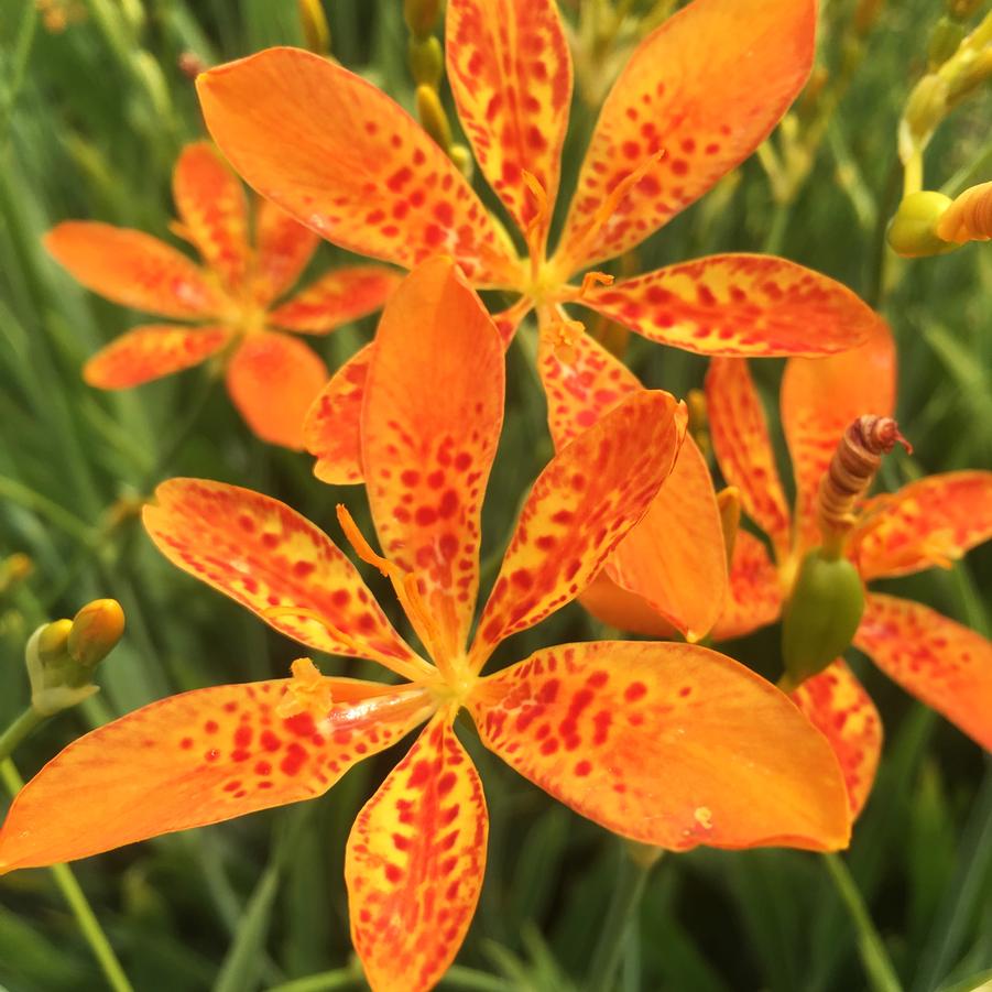 Belamcanda chinensis - Blackberry Lily from Babikow Wholesale Nursery