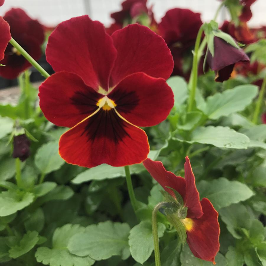 Viola Penny Red Blotch