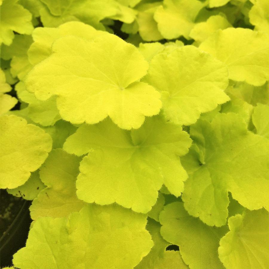 Heuchera vil. 'Citronelle' - Coral bells from Babikow Wholesale Nursery