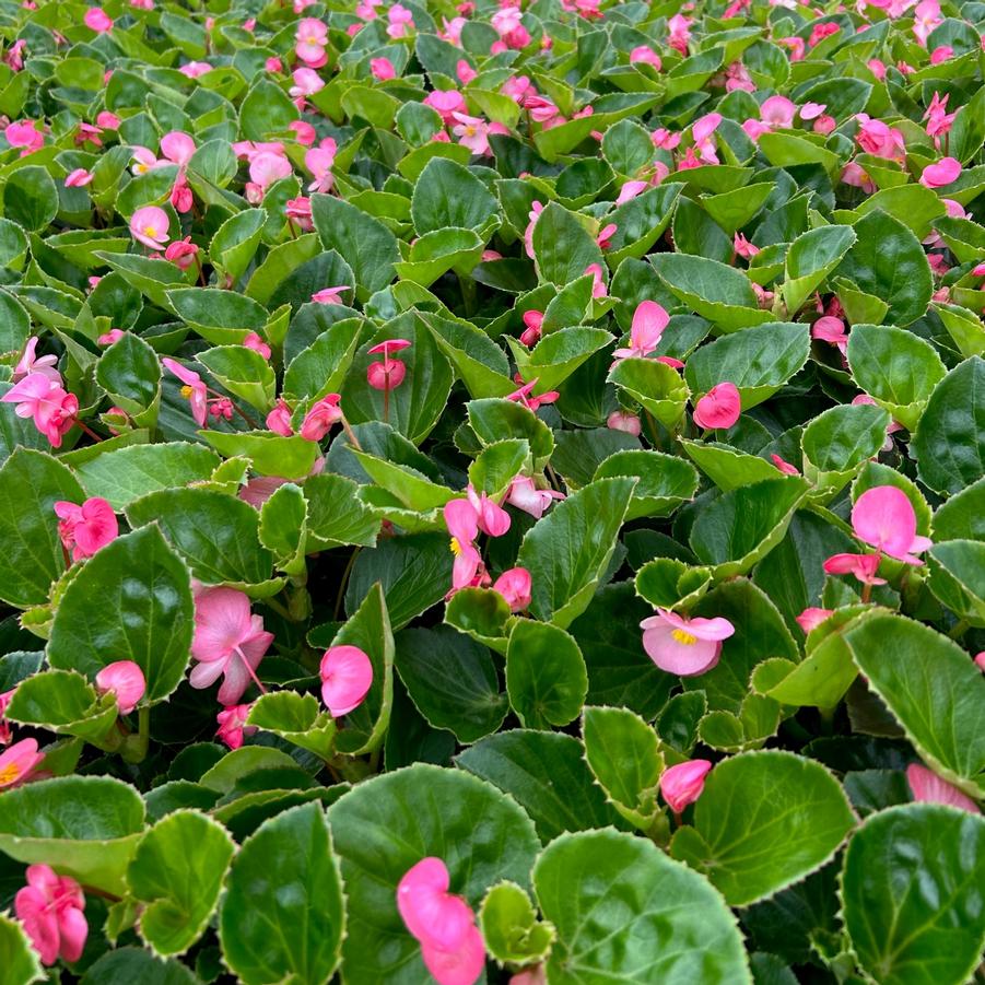 Begonia Big Pink with Green Leaf