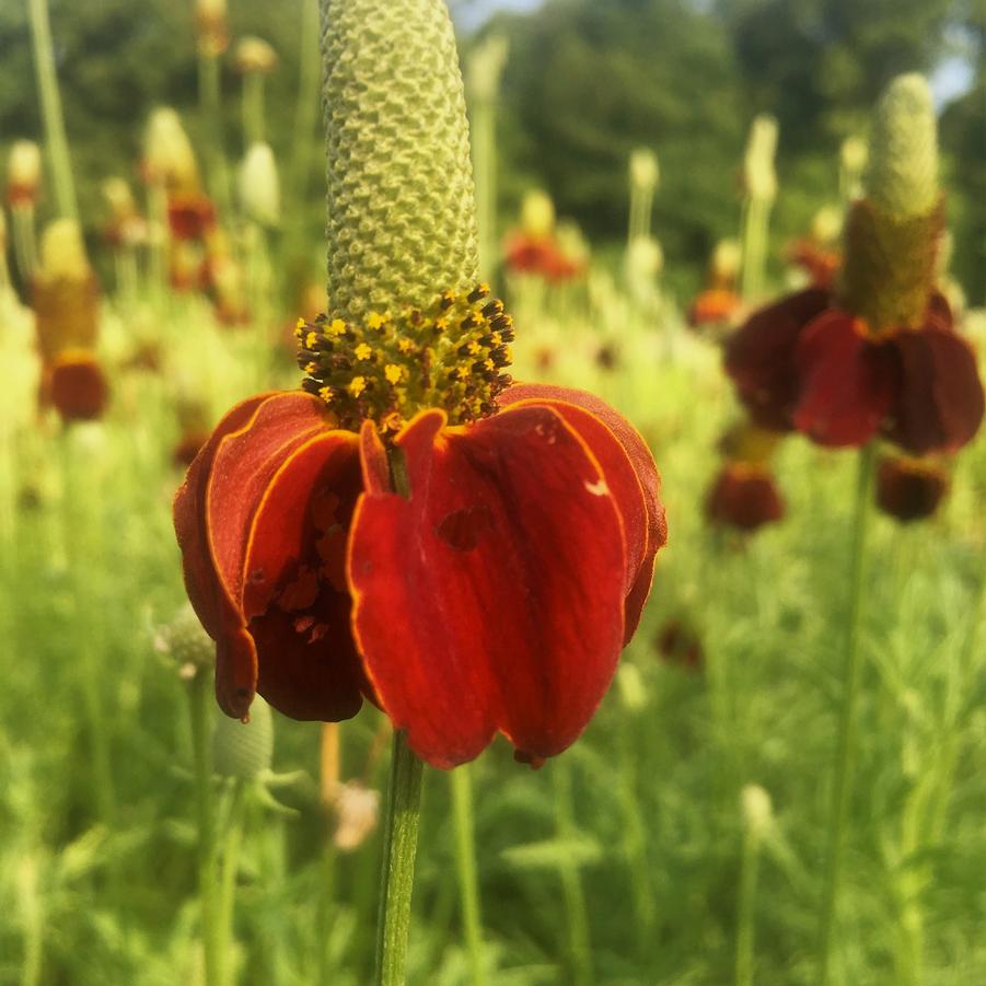 Ratibida col. 'Red Midget' - Upright Prairie Coneflower from Babikow Wholesale Nursery